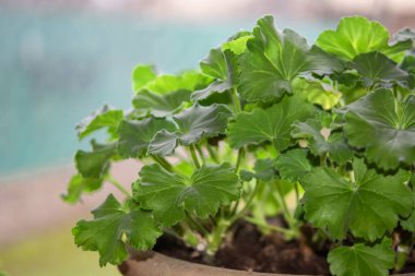 Hafif arka planda bir tencerede sardunya, Gerani 'nin yeşil yaprakları