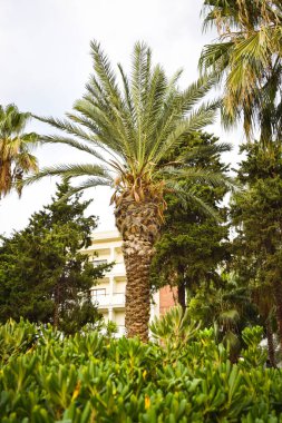 Egzotik palmiye ağaçları olan park