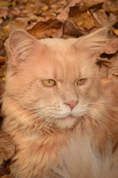 Porträtt Röd Maine Coon Katt Liggande Bland Höstlöv — Stockfoto