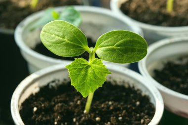 Serada küçük salatalık filizleri baharda genç yeşil bitkiler.