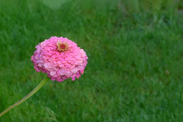 Pink Flower Background Green Grass Place Text — Stock Photo, Image