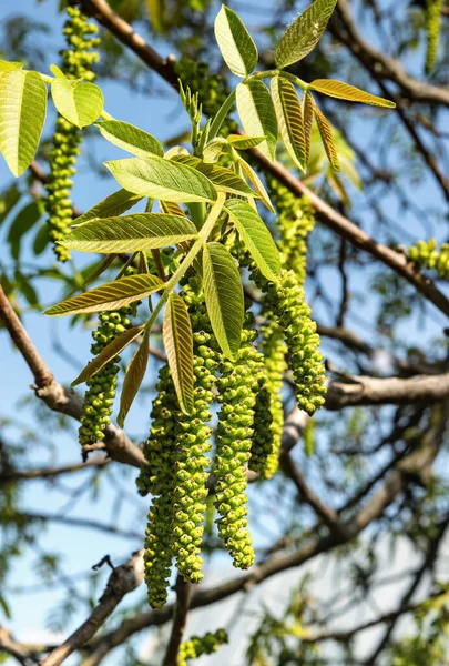 Flowering Walnut Tree Springtime Garden — Stock Photo, Image