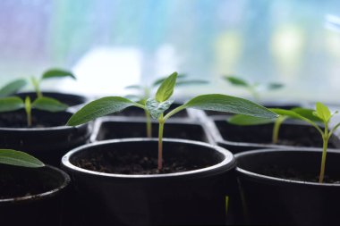 Bahçe işleri, taze filizler, cam kenarında biber filizleri.