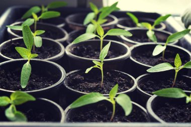 Penceredeki bardaklarda taze biber tohumları var. Tatlı biberler.