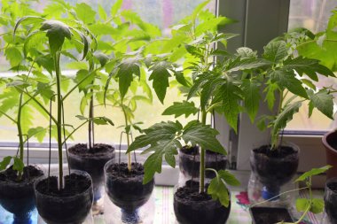 Sabahları genç domates bitkileri.