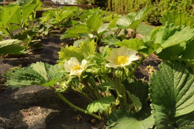 Çiçek açan çilekli yakın plan.