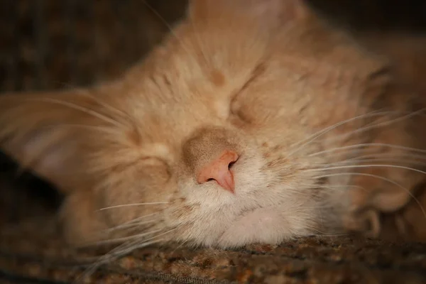 Cabeza Gato Dormido Primer Plano — Foto de Stock