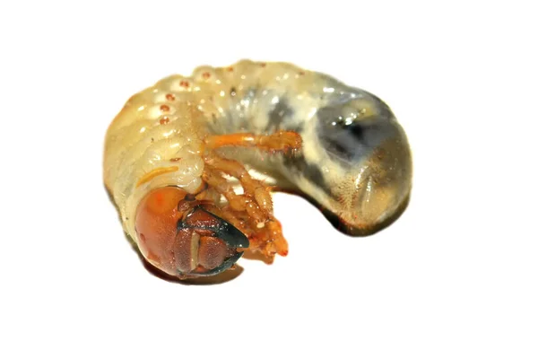 Larvas Besouro Maio Grub Besouro Isolado Sobre Fundo Branco — Fotografia de Stock