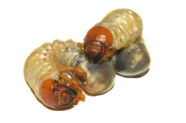 Chafer larvası (Melolontha melolontha) beyaz arka planda izole edilmiştir. Makro fotoğraf.