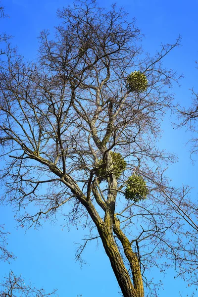 Visco Branco Perene Sempre Verde Que Parasita Ramos Muitas Árvores — Fotografia de Stock