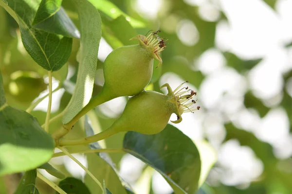 Closeup Pears Growing Summer Tree — Stock Photo, Image