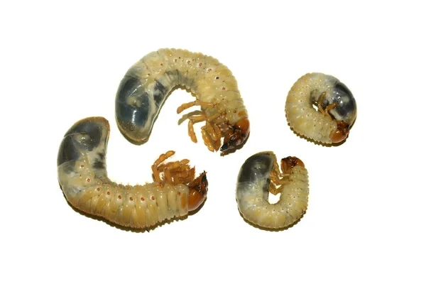 Larva Dari Kumbang Mei — Stok Foto