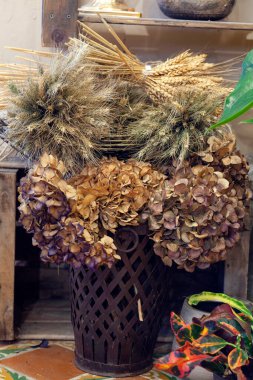 Çiçekçide ortanca ve kurutulmuş buğday. durgun hayat
