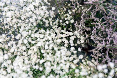 Gelin bulutu ya da beyaz bulut çiçeği