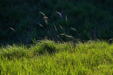 Yeşil çayır üzerinde güneşli bir yer