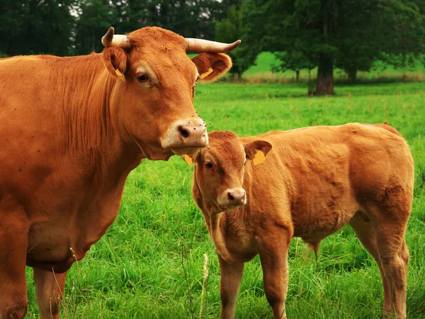 Photo Cow Her Calf Field Grass — Stock Photo, Image