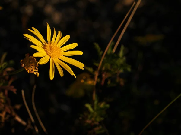 Primo piano su un fiore con petali gialli chiamato Senecio inaequidens che cresce in autunno. Foto con sfondo nero — Foto Stock
