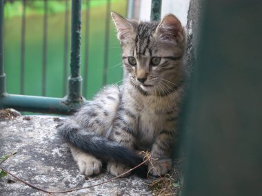Terk edilmiş ve kaybolmuş gri bir kedi yavrusunun resmi.