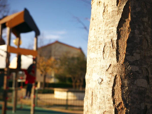 Close-up on a tree with an empty playground in background — Stock Photo, Image