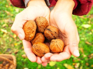 Çocukların elinde taze koparılmış fındık.