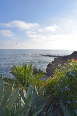 Laguna beach kıyı şeridi & bahçeleri