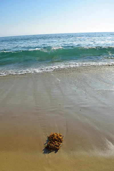 Montañas de Kelp — Foto de Stock