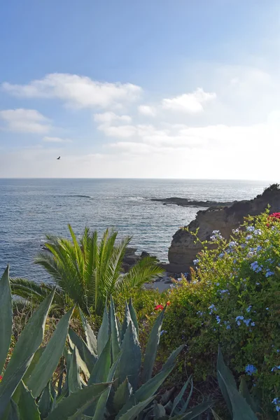 Laguna beach kıyı şeridi & bahçeleri