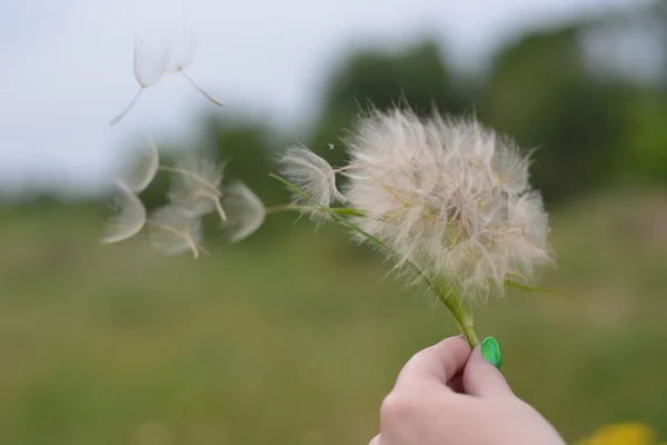 Petals of the dandelion are fly away — Stock Photo, Image
