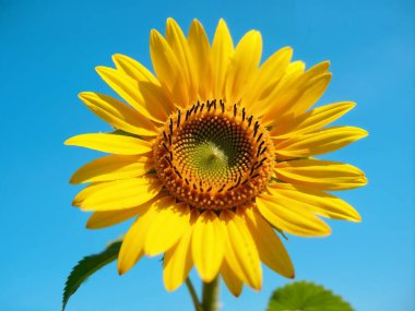 Tek bir ayçiçeği başı, detaylı bir mantar, mavi gökyüzü arkaplanı, keskin odak, yaz günü. Bulanık.