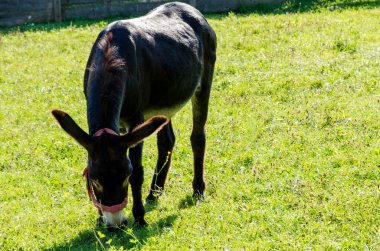 Çimen yerken sevimli bir eşek 