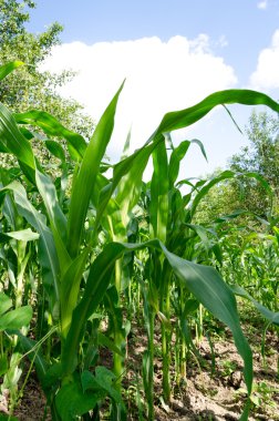 Mısır alan yakın çekim