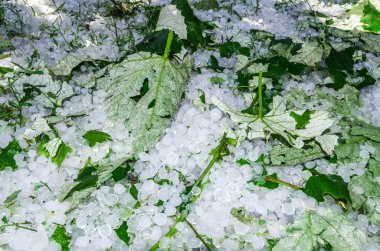  Hail ice balls in grass after a heavy rain clipart