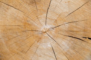 Ağaç kesimi, doğal arka plan.