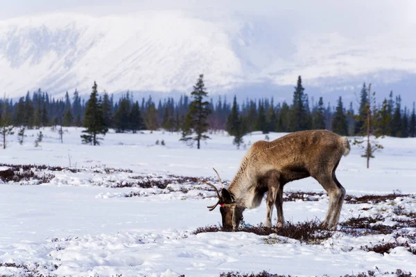 Renas domésticas na tundra — Fotografia de Stock