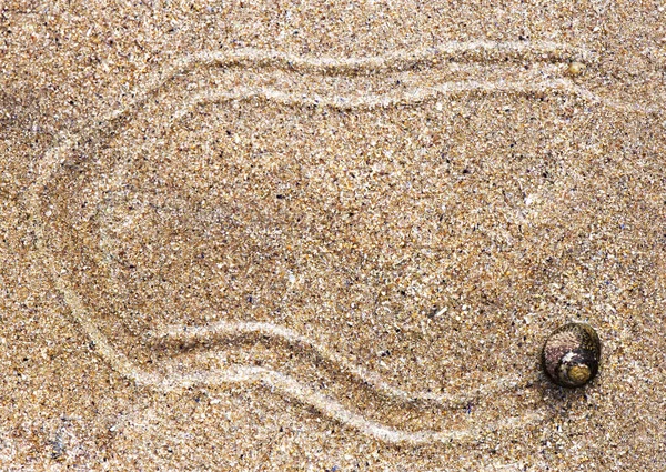 Sea snail in the wet sand