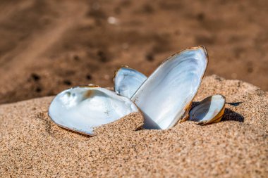 Sedef midye kabukları nehrin kıyısındaki kumda.