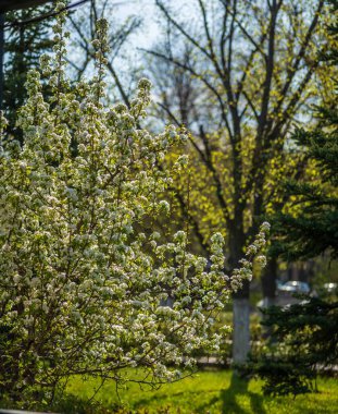 Bokeh arka planında ilkbaharda açan elma ağacı