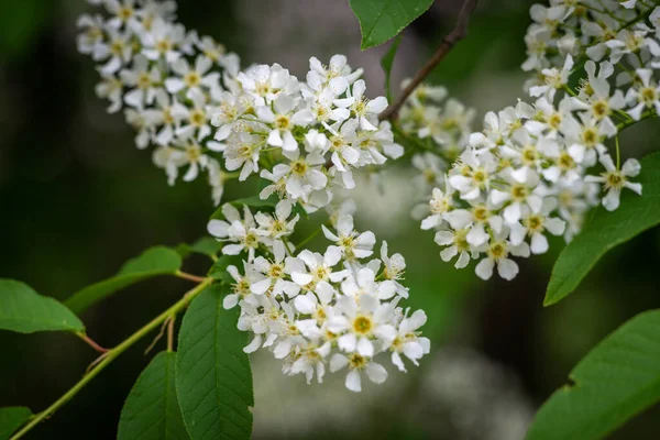 Fragrante Cereja Pássaro Branco Fundo Bokeh — Fotografia de Stock