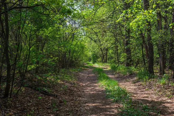 Chemin de terre dans la forêt de printemps — Photo