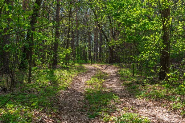 Route douce dans la forêt de printemps — Photo