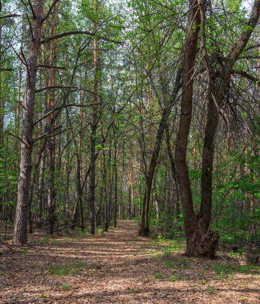 Camino suave en el bosque de primavera de pino — Foto de Stock