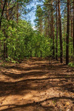 Kozalaklı yol, çam kozalaklarıyla benekli.