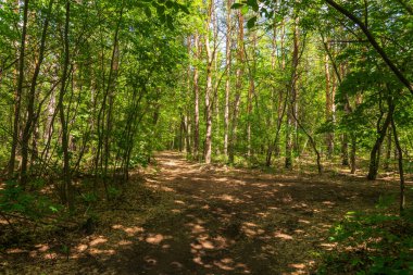 Yaprak döken ormandaki çam adası