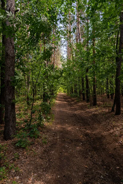 Callejón sombrío en el bosque de verano — Foto de Stock