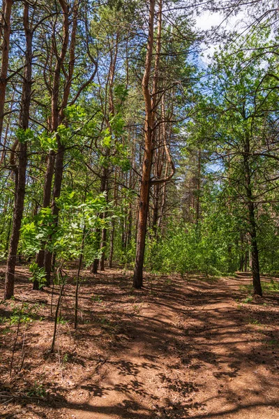 Forêt de pins rares par une journée ensoleillée — Photo