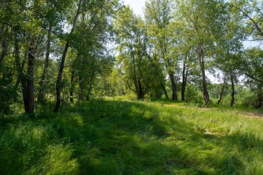 Güneşli bir günde karanlık bir orman.