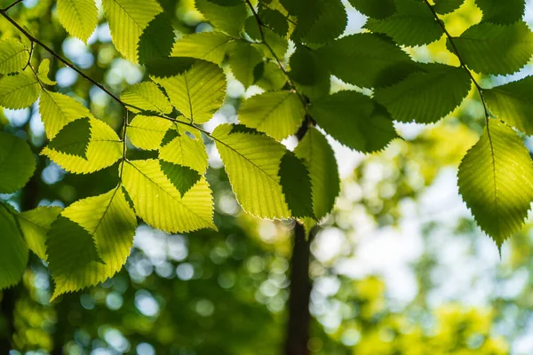 녹색 느릅나무는 아침 햇살 아래서 잎을 나른다 — 스톡 사진