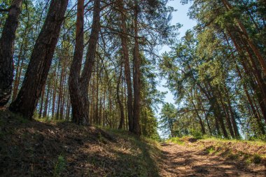 Eski bir çam ormanında kumlu yol