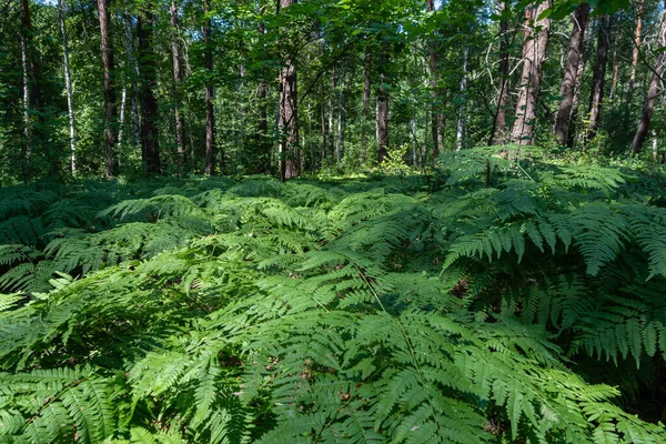 Заросли папоротников в густом лесу — стоковое фото