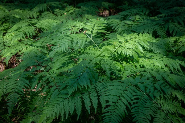 Dichtes Dickicht an Farnen im Wald — Stockfoto